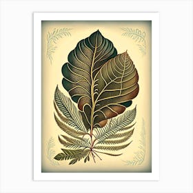 Tamarind Leaf Vintage Botanical 3 Art Print