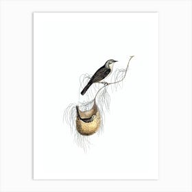 Vintage Lanceolate Honeyeater Bird Illustration on Pure White n.0179 Art Print