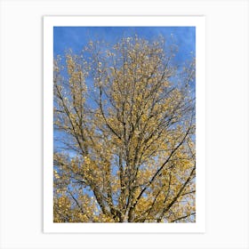 Autumn Tree 16 Art Print