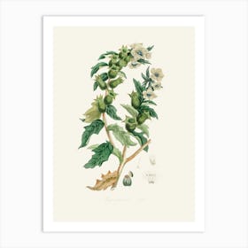 Vintage Botanical John Stephenson and James Morss Churchill Art Print_2731671 Art Print