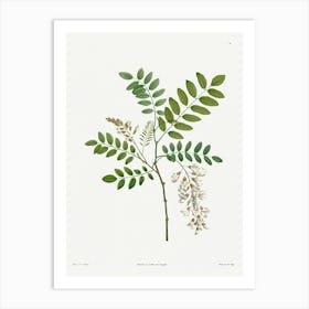 Acacia from La Botanique de J. J. Rousseau, Pierre Joseph Redoute Art Print