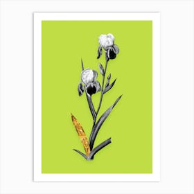 Vintage Elder Scented Iris Black and White Gold Leaf Floral Art on Chartreuse n.1038 Art Print