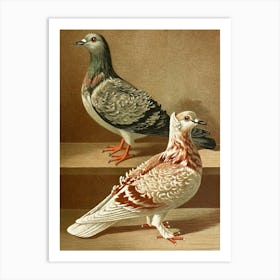 Vintage Pigeons 1 Art Print