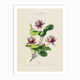 Water Lilies 1 Art Print