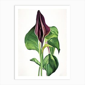 Jack In The Pulpit Wildflower Watercolour 1 Art Print
