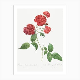Red Cabbage Rose, Pierre Joseph Redoute Art Print