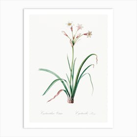 Crytanthus Vittatus, Pierre Joseph Redoute Art Print