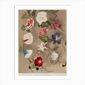 Group Of Morning Glories, Hand Colored Collotype From Some Japanese Flowers (1896), Kazumasa Ogawa Art Print