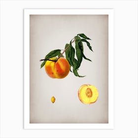 Vintage Peach Botanical on Parchment n.0239 Art Print