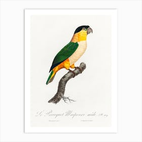 The Black Headed Parrot From Natural History Of Parrots, Francois Levaillant Art Print