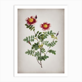 Vintage Variegated Burnet Rose Botanical on Parchment Art Print