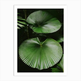 Licuala Cordata Art Print