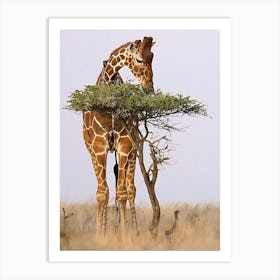 Giraffe Eating Tree Art Print