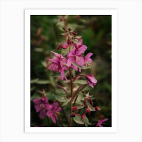 River Beauty Willowherb Art Print