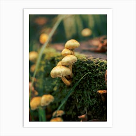 Little Mushrooms in the Forest Art Print