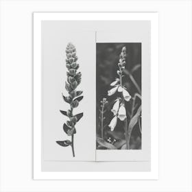 Foxglove Flower Photo Collage 1 Art Print