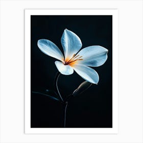 White Flower 9 Art Print