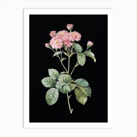 Vintage Pink Rosebush Botanical Illustration on Solid Black Art Print