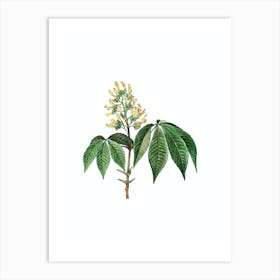 Vintage Yellow Buckeye Botanical Illustration on Pure White n.0671 Art Print