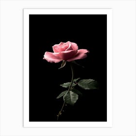 Pink Rose Isolated On Black Background 5 Art Print