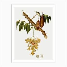 Cocoa Tree Art Print