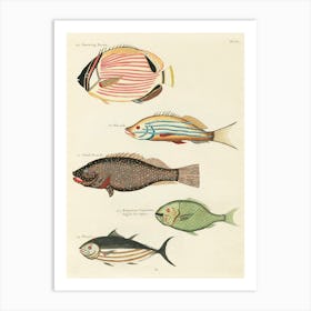 Colourful And Surreal Illustrations Of Fishes Found In Moluccas (Indonesia) And The East Indies, Louis Renard(46) Art Print