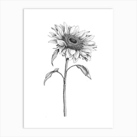 Sunflower Sketch In Black And White Ink Art Print