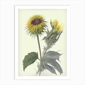 Elecampane Herb Pencil Colour Art Print