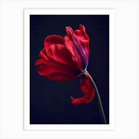 Poster Red Beauty 4 Art Print