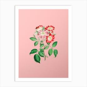 Vintage Rose Clare Flower Botanical on Soft Pink n.0009 Art Print