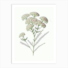 Yarrow Floral Quentin Blake Inspired Illustration 3 Flower Art Print