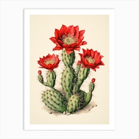 Vintage Cactus Illustration Crown Of Thorns Cactus 2 Art Print