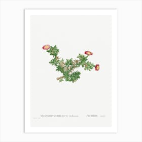 Mesembryanthemum Ftellatum, Pierre Joseph Redoute Art Print