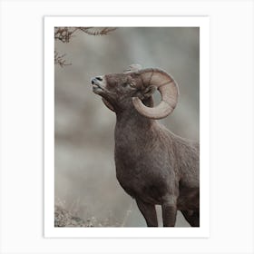 Western Bighorn Sheep Art Print