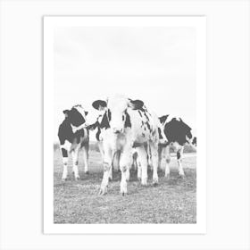 Group Of Baby Cows Art Print