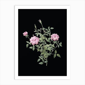 Vintage Dwarf Rosebush Botanical Illustration on Solid Black Art Print