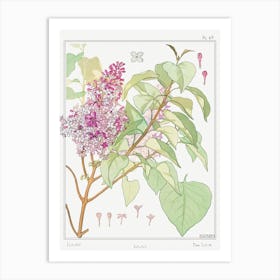 Lilac From The Plant And Its Ornamental Applications (1896), Maurice Pillard Verneuil Art Print