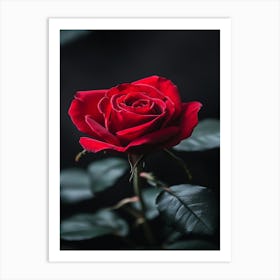 Red Rose On Black Background 8 Art Print