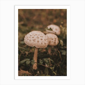 Mushrooms On Forest Floor Art Print