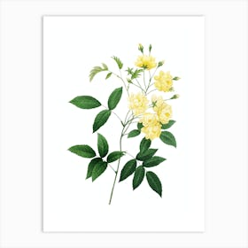 Vintage Lady Banks' Rose Botanical Illustration on Pure White Art Print