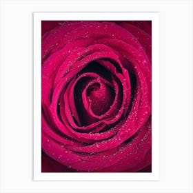 Pink Rose Art Print