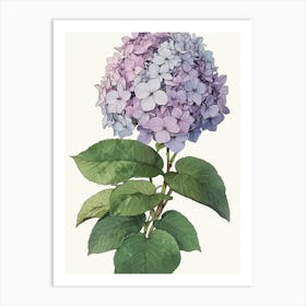 Hydrangea 2 Art Print