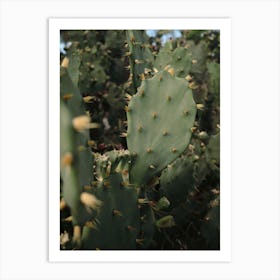 Prickly Cactus In Croatia Art Print