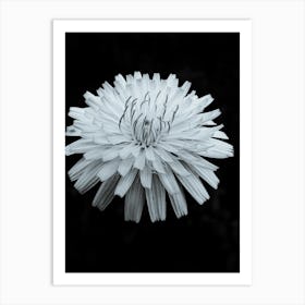 Black and White Dandelion Art Print