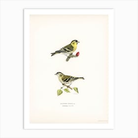 Siskin (Spinus Spinus), The Von Wright Brothers Art Print