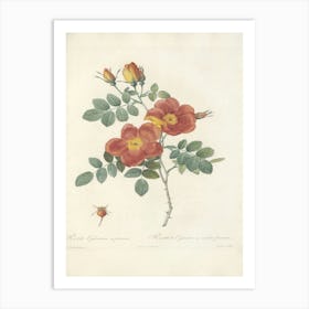 Rose Illustration, Pierre Joseph Redoute (2) 2 Art Print