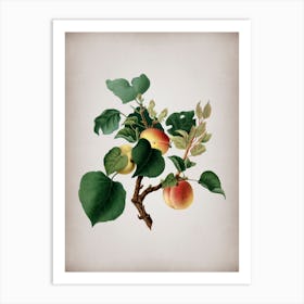 Vintage Apricot Botanical on Parchment n.0395 Art Print