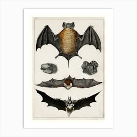 Bats batman Art Print