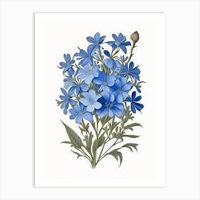 Wild Blue Phlox Wildflower Vintage Botanical 2 Art Print