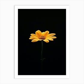 Single Yellow Daisy 5 Art Print